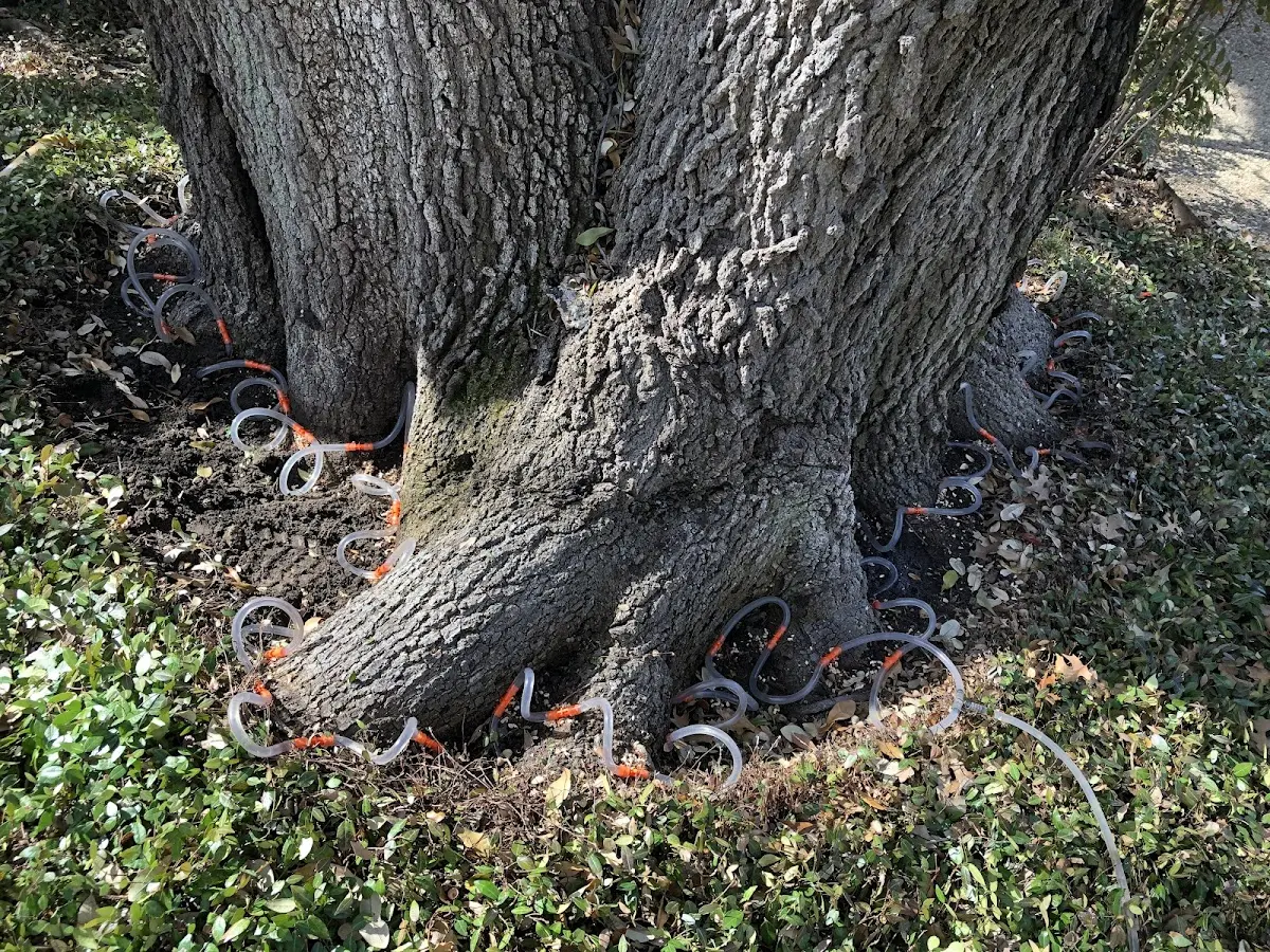 Detailed Tree Cabling and Bracing job site in North Palm Springs