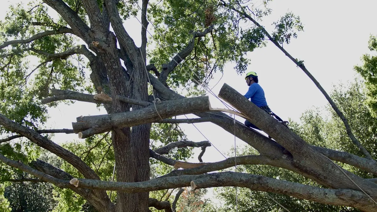 Professional Crown Thinning performed by certified arborists in North Palm Springs