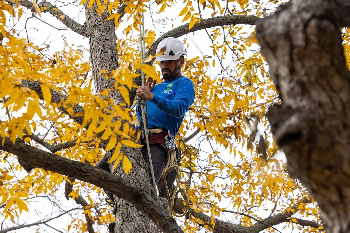 Skilled Tree Pruning crew working in North Palm Springs