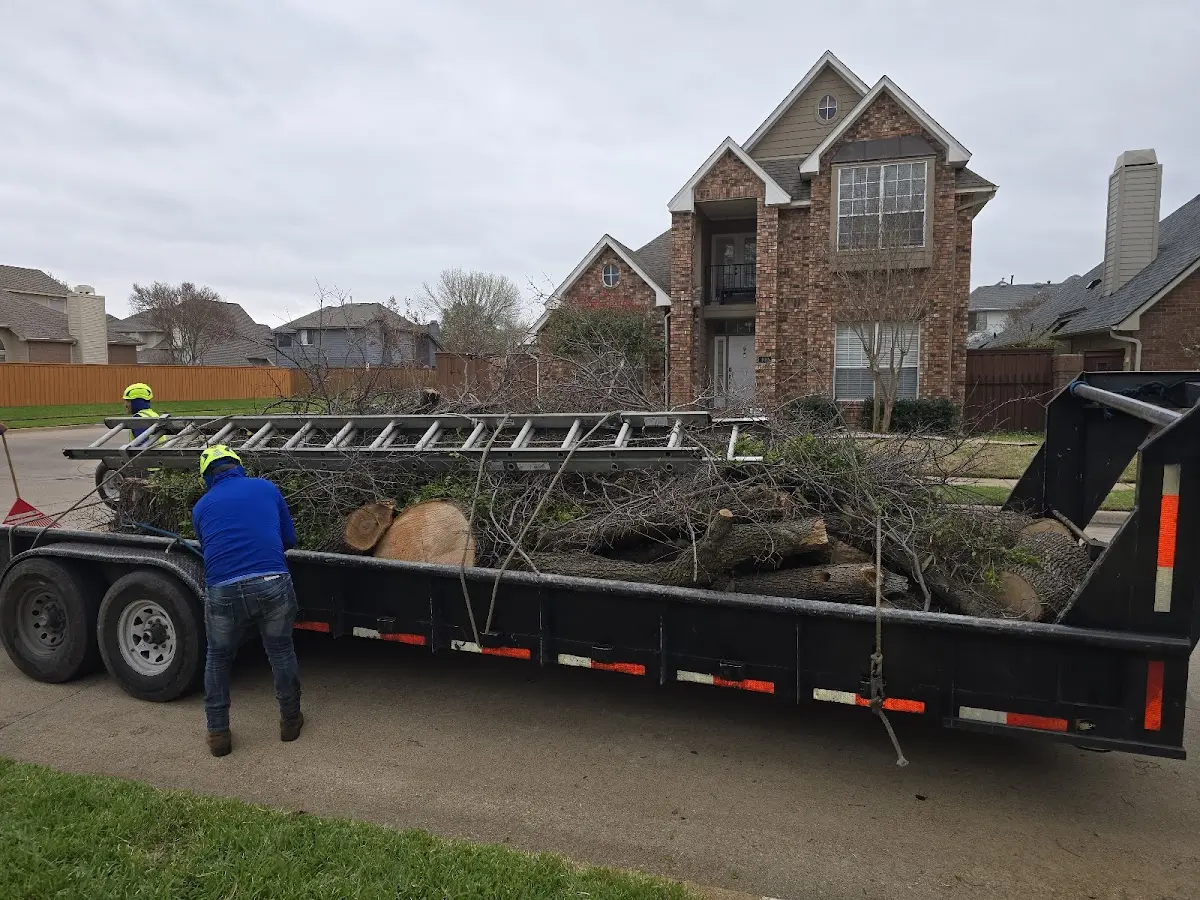 Expert Tree Pest Control with proper safety equipment in North Palm Springs